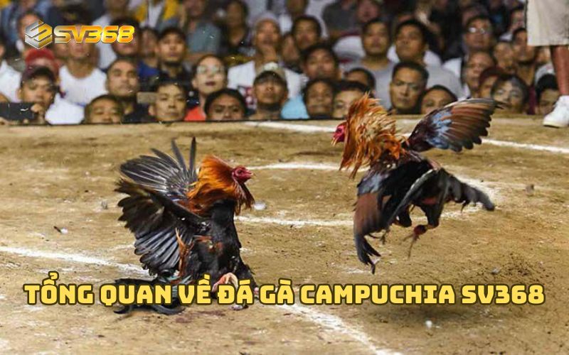Tổng quan về Đá Gà Campuchia SV368