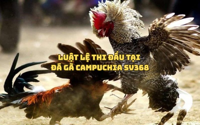 Luật lệ thi đấu tại Đá Gà Campuchia SV368