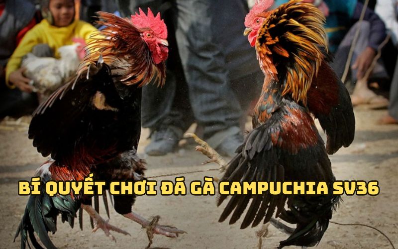 Bí quyết chơi Đá Gà Campuchia SV368 dễ ăn tiền