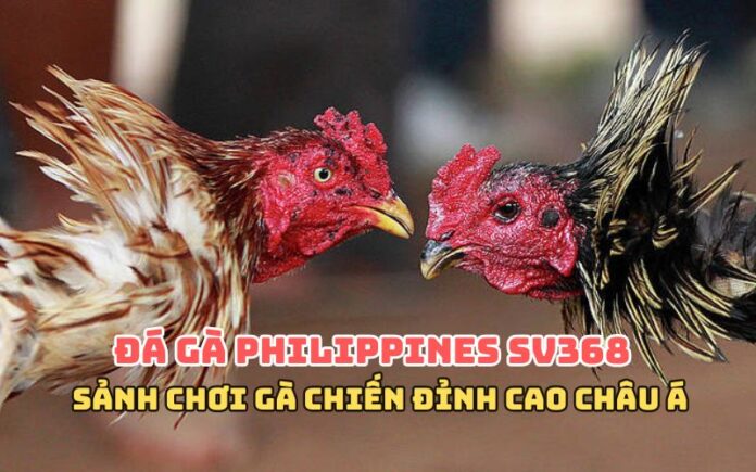 Đá gà Campuchia SV368 – Sảnh chơi đỉnh cao cho anh em đam mê gà chiến châu Á