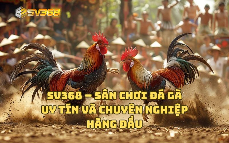 SV368 – Sân chơi đá gà uy tín và chuyên nghiệp hàng đầu