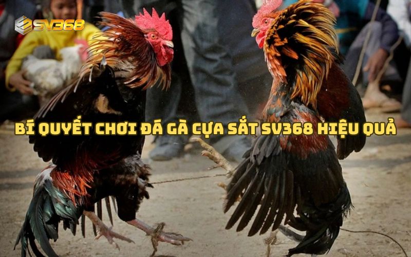 Bí quyết chơi đá gà cựa sắt SV368 hiệu quả