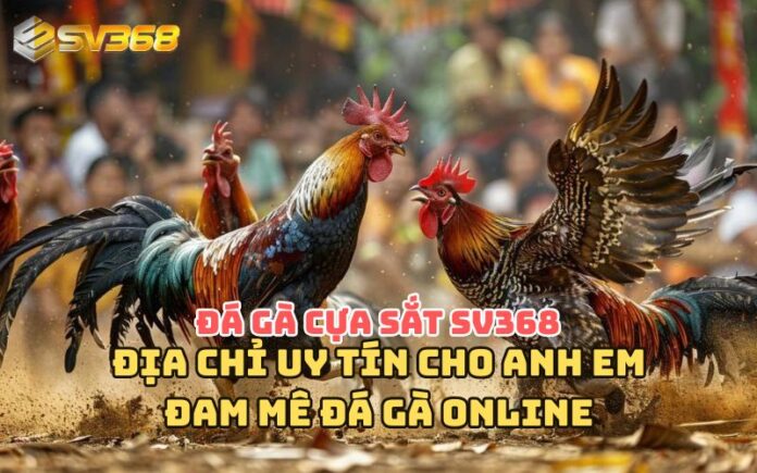 Đá gà cựa sắt SV368 – Sân chơi đỉnh cao cho anh em yêu thích đá gà trực tuyến