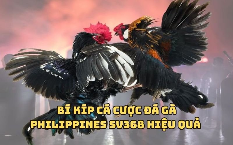 Bí kíp cá cược Đá Gà Philippines SV368 hiệu quả cho anh em