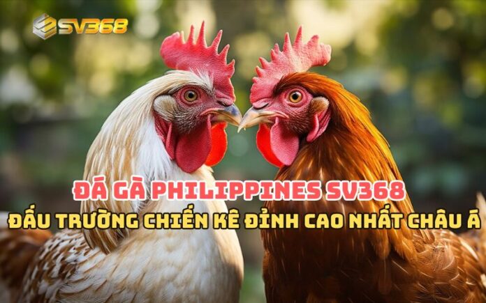 Đá gà Philippines SV368 – Đấu trường chiến kê đỉnh cao nhất châu Á