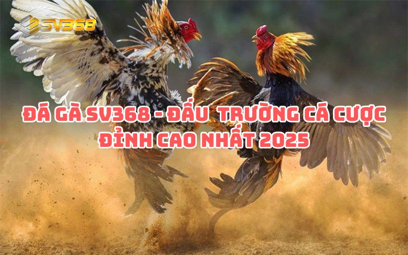 Đá gà SV368 - Đấu trường cá cược đỉnh cao nhất 2025