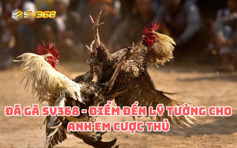 Sân chơi đá gà SV368 hứa hẹn mang đến cho anh em trải nghiệm cá cược đỉnh cao