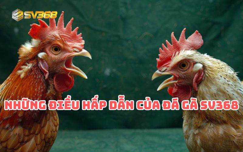 Đá gà SV368 có gì khiến anh em mê mẩn?